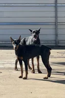 Kia , a female Doberman Pinscher for sale in Arlington, TX – 6 of 6