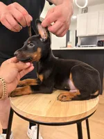 Kyro , a male Doberman Pinscher for sale in Arlington, TX – 6 of 6