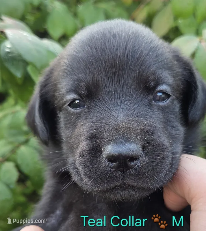 Aladdin- teal collar 🐾 – Labrador Retriever puppy for sale in Kokomo, IN