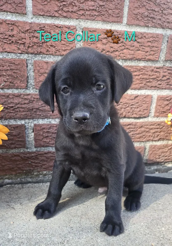 Aladdin- teal collar 🐾 – Labrador Retriever puppy for sale in Kokomo, IN