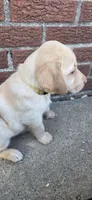 Venus - yellow collar, a female Labrador Retriever for sale in Kokomo, IN – 4 of 8
