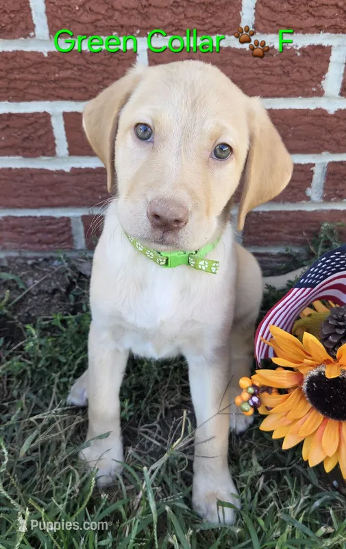 Belle - green collar 🐾 – Labrador Retriever puppy for sale in Kokomo, IN