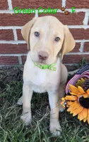 Belle - green collar 🐾, a female Labrador Retriever for sale in Kokomo, IN – 1 of 9