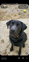 Aladdin- teal collar 🐾, a male Labrador Retriever for sale in Kokomo, IN – 2 of 3