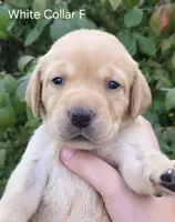 Neptune - teal collar, a male Labrador Retriever for sale in Kokomo, IN – 1 of 3