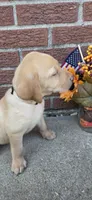 Sunny - white collar, a female Labrador Retriever for sale in Kokomo, IN – 5 of 9