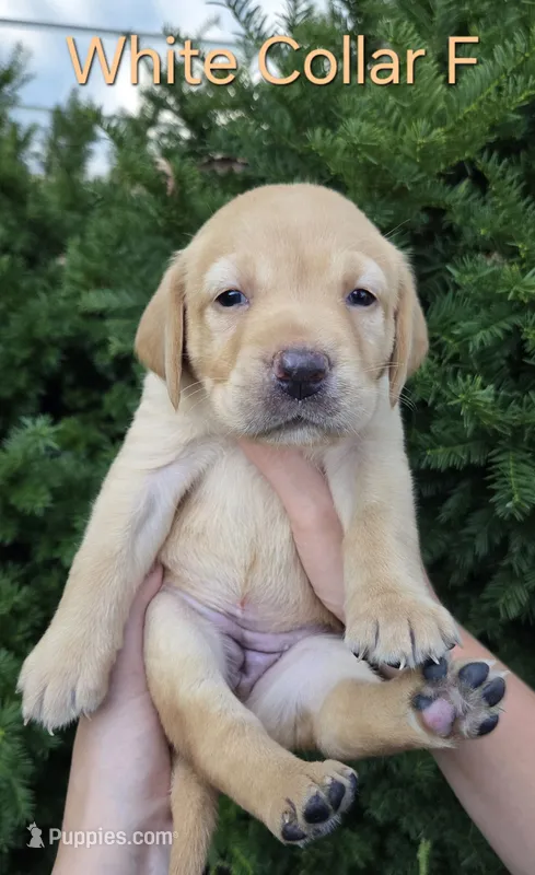 Sunny - white collar – Labrador Retriever puppy for sale in Kokomo, IN