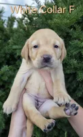 Sunny - white collar, a female Labrador Retriever for sale in Kokomo, IN – 6 of 9