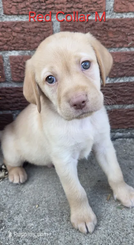 Saturn - red collar – Labrador Retriever puppy for sale in Kokomo, IN