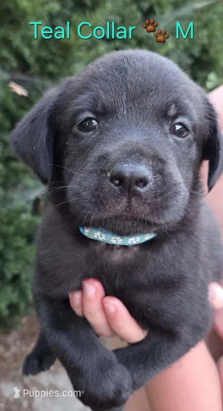 Aladdin- teal collar 🐾 – Labrador Retriever puppy for sale in Kokomo, IN