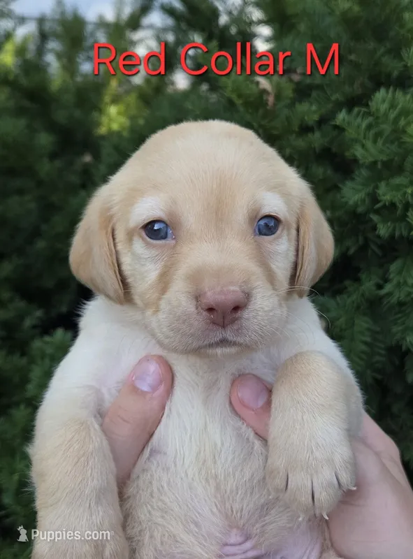 Saturn - red collar – Labrador Retriever puppy for sale in Kokomo, IN