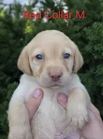 Saturn - red collar, a male Labrador Retriever for sale in Kokomo, IN – 5 of 8
