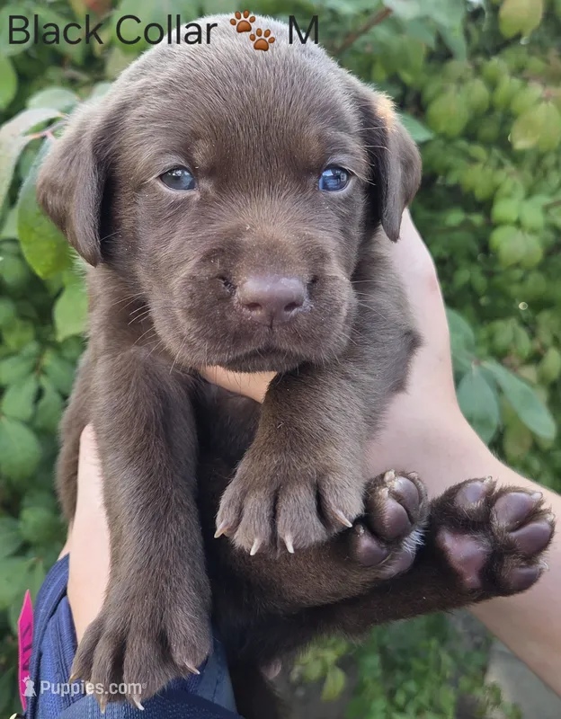 Naveen - Black Collar 🐾 – Labrador Retriever puppy for sale in Kokomo, IN