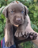 Naveen - Black Collar 🐾, a male Labrador Retriever for sale in Kokomo, IN – 1 of 3