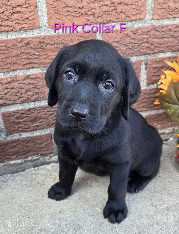 Nebula- pink collar – Labrador Retriever puppy for sale in Kokomo, IN