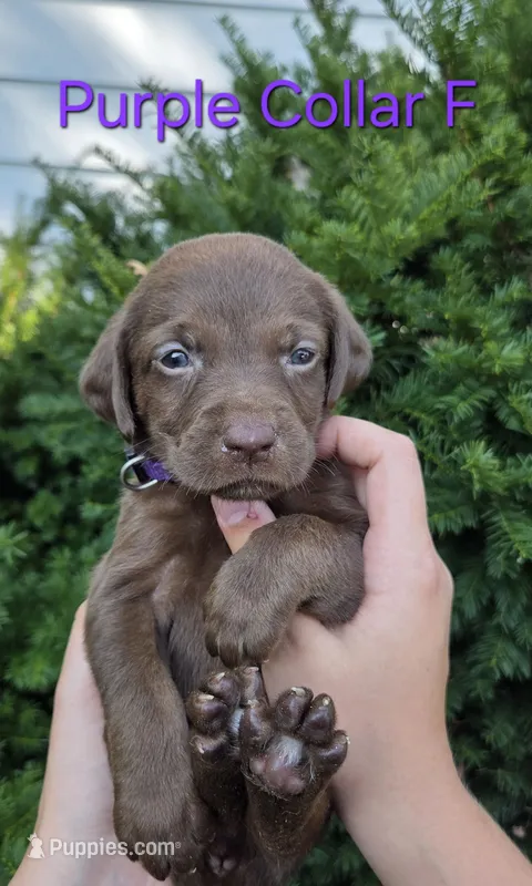 Mercury - purple collar – Labrador Retriever puppy for sale in Kokomo, IN