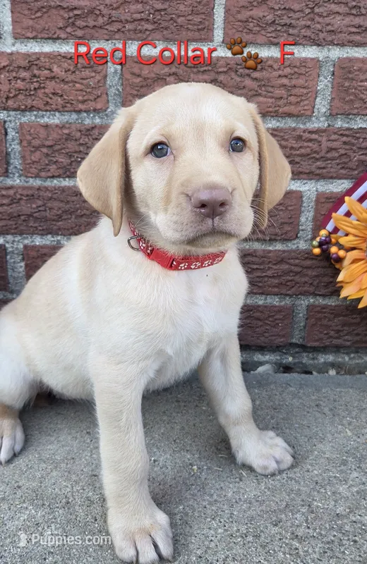 Tiana - red Collar 🐾 – Labrador Retriever puppy for sale in Kokomo, IN