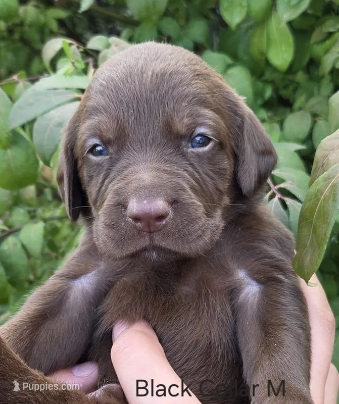 Eclipse - black – Labrador Retriever puppy for sale in Kokomo, IN