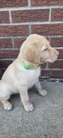 Belle - green collar 🐾, a female Labrador Retriever for sale in Kokomo, IN – 5 of 9