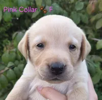 Jasmine - pink collar 🐾, a female Labrador Retriever for sale in Kokomo, IN – 1 of 3
