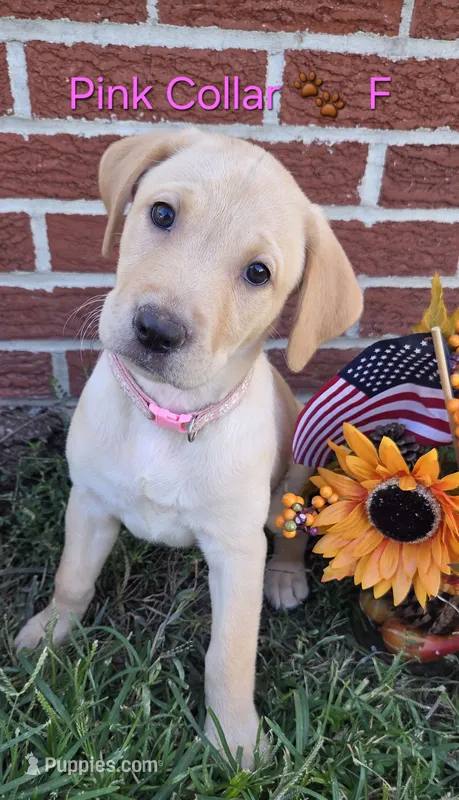 Jasmine - pink collar 🐾 – Labrador Retriever puppy for sale in Kokomo, IN