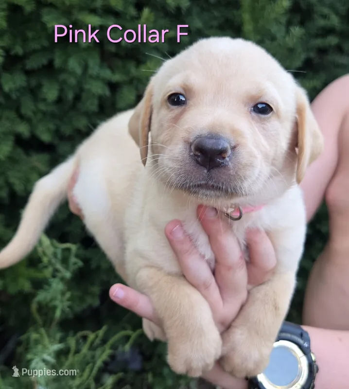 Jasmine - pink collar 🐾 – Labrador Retriever puppy for sale in Kokomo, IN