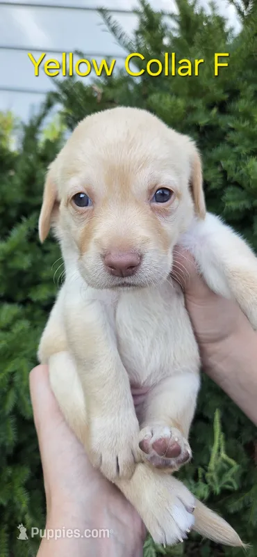 Venus - yellow collar – Labrador Retriever puppy for sale in Kokomo, IN