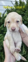 Venus - yellow collar, a female Labrador Retriever for sale in Kokomo, IN – 5 of 8