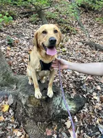 Belle - green collar 🐾, a female Labrador Retriever for sale in Kokomo, IN – 3 of 3