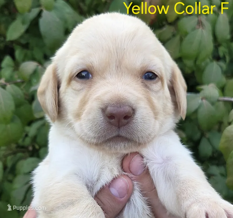 Venus - yellow collar – Labrador Retriever puppy for sale in Kokomo, IN