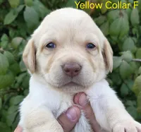 Venus - yellow collar, a female Labrador Retriever for sale in Kokomo, IN – 1 of 3