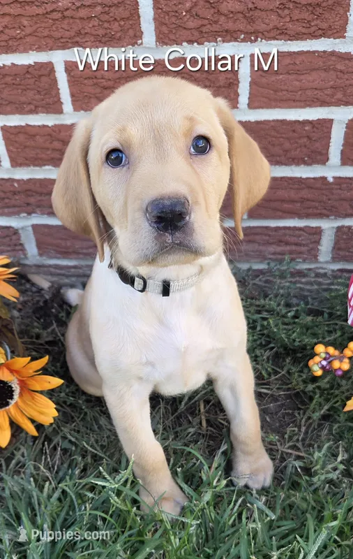Sunny - white collar – Labrador Retriever puppy for sale in Kokomo, IN