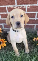 Sunny - white collar, a female Labrador Retriever for sale in Kokomo, IN – 1 of 9