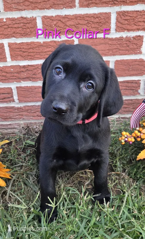 Nebula- pink collar – Labrador Retriever puppy for sale in Kokomo, IN