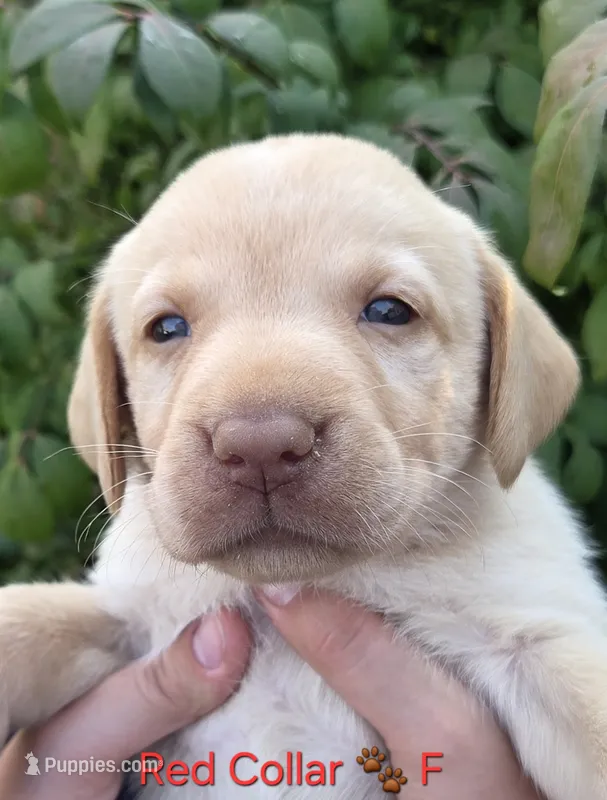 Tiana - red Collar 🐾 – Labrador Retriever puppy for sale in Kokomo, IN