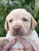 Tiana - red Collar 🐾, a female Labrador Retriever for sale in Kokomo, IN – 1 of 3