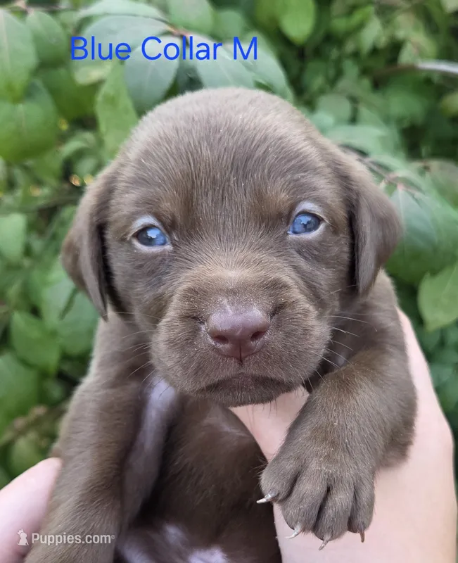 Rocket - blue collar – Labrador Retriever puppy for sale in Kokomo, IN