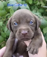 Rocket - blue collar, a male Labrador Retriever for sale in Kokomo, IN – 1 of 3