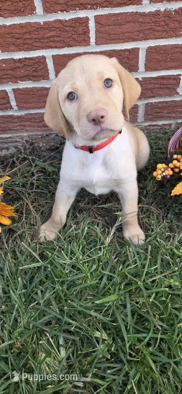 Saturn - red collar – Labrador Retriever puppy for sale in Kokomo, IN