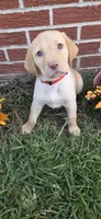 Saturn - red collar, a male Labrador Retriever for sale in Kokomo, IN – 1 of 8