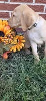 Sunny - white collar, a female Labrador Retriever for sale in Kokomo, IN – 2 of 9