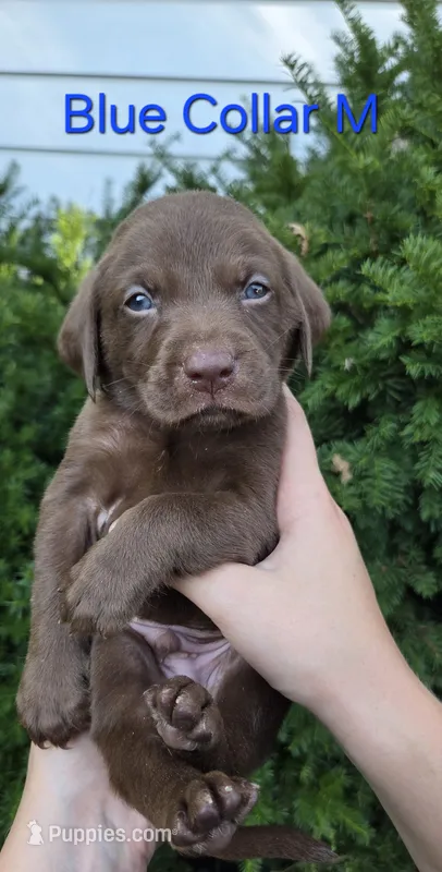 Rocket - blue collar – Labrador Retriever puppy for sale in Kokomo, IN