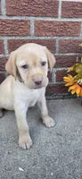 Saturn - red collar, a male Labrador Retriever for sale in Kokomo, IN – 4 of 8
