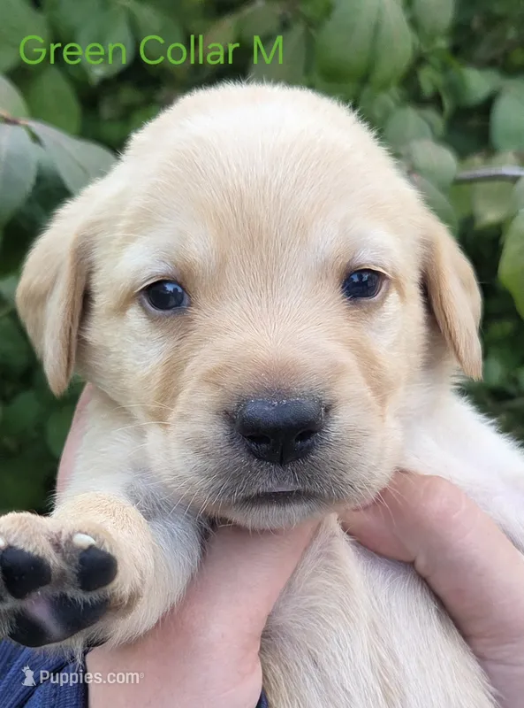 Jupiter - green collar – Labrador Retriever puppy for sale in Kokomo, IN