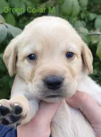 Jupiter - green collar, a male Labrador Retriever for sale in Kokomo, IN – 1 of 3