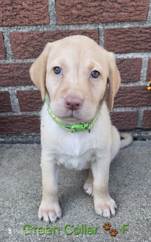 Belle - green collar 🐾 – Labrador Retriever puppy for sale in Kokomo, IN