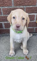 Belle - green collar 🐾, a female Labrador Retriever for sale in Kokomo, IN – 3 of 9
