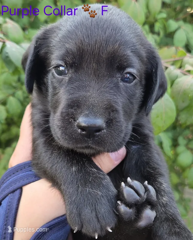Mulan - purple collar 🐾 – Labrador Retriever puppy for sale in Kokomo, IN