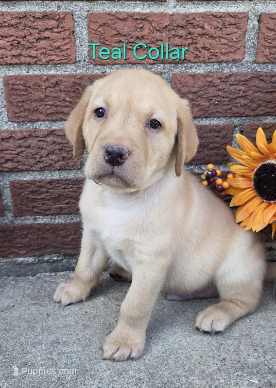 Neptune - teal collar – Labrador Retriever puppy for sale in Kokomo, IN
