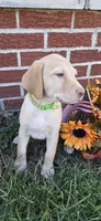 Belle - green collar 🐾, a female Labrador Retriever for sale in Kokomo, IN – 2 of 9